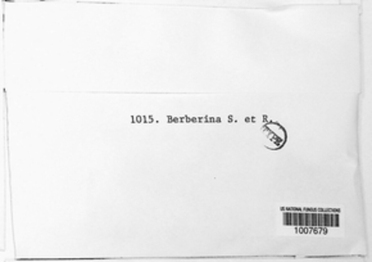 Phomopsis berberina image